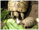 Landschildkröten mit artgerechtem Futter