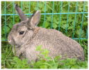 Kaninchen